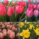 Giant-Tulips-02