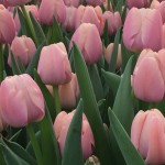 Giant-Tulips-03