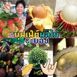 Fruit-Buffet-Rayong-2017